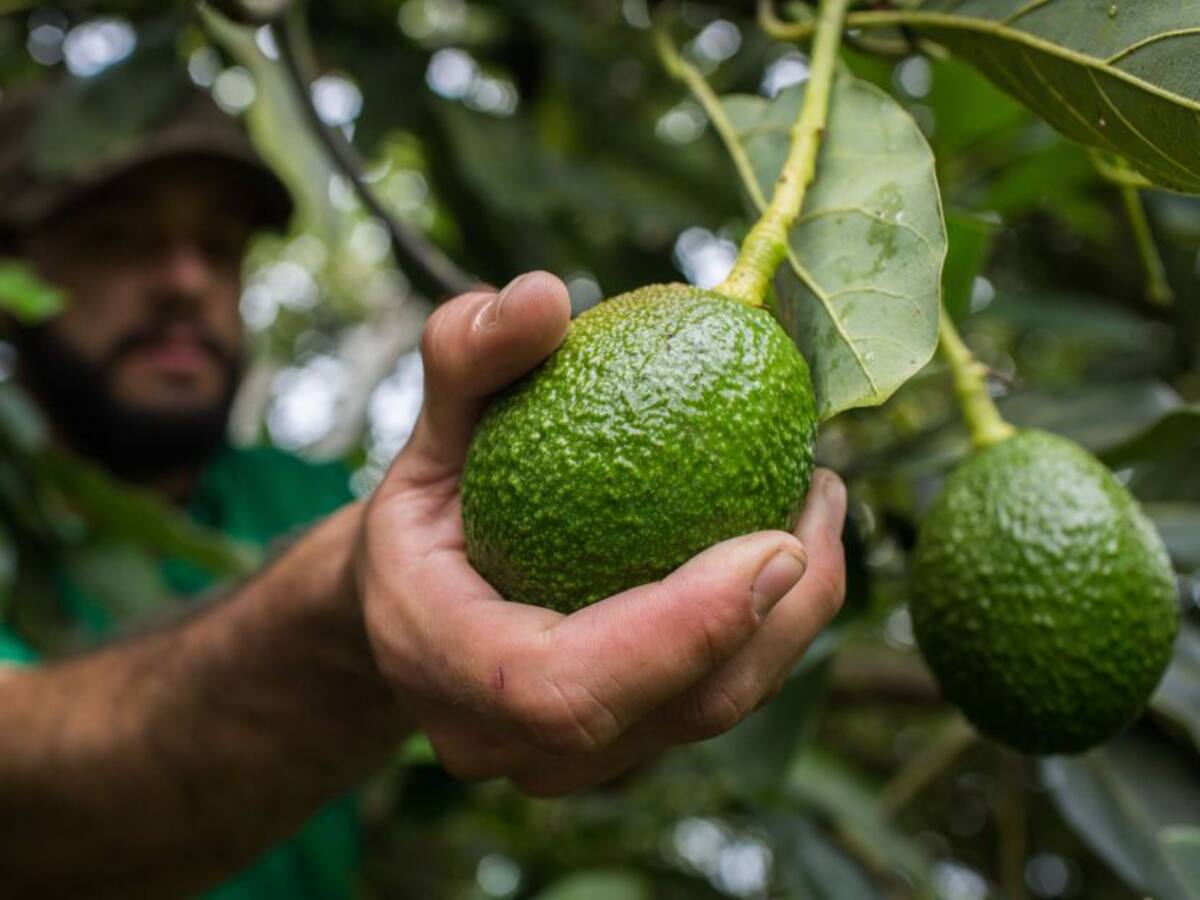 Aguacate Hass con nuevo sistema de riego en Caldas