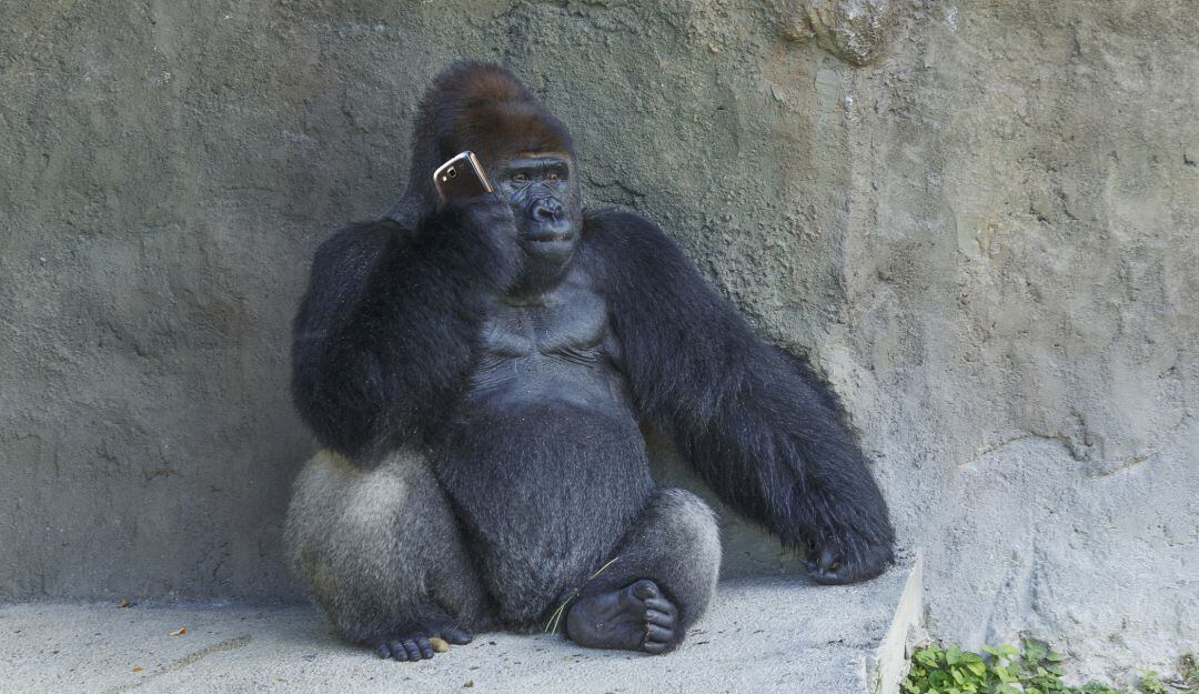 Llaman al 911 desde un zoológico y un mono es el principal sospechoso
