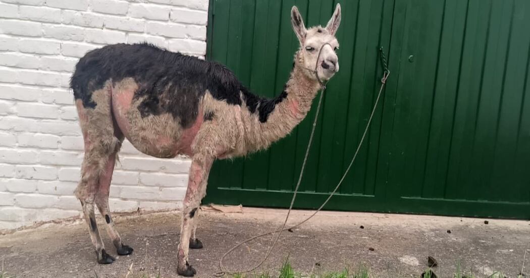 Llamas en maltrato animal - Cortesía Alcaldía Bogotá
