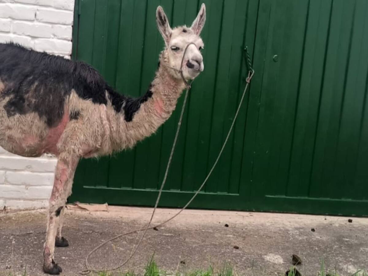 ¡Indignante! Rescatan a 6 llamas en pésimas condiciones: ¿Qué pasará con estos animales?