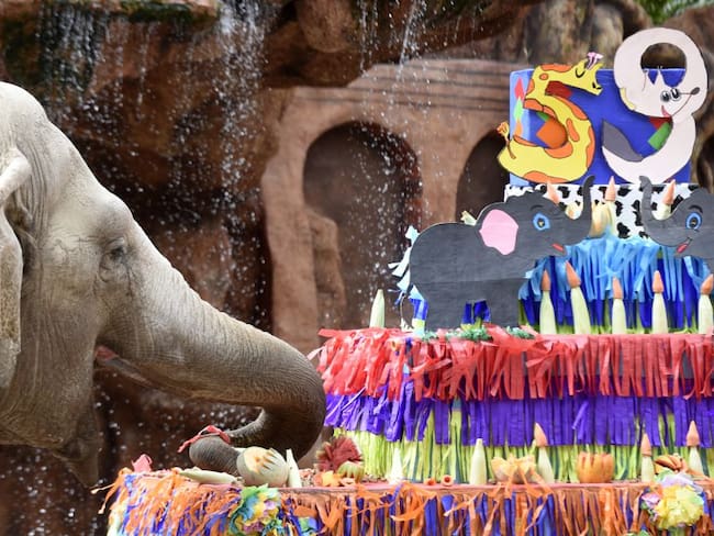 Con torta y regalos celebran cumpleaños de ‘Trompita’ en zoo de Guatemala