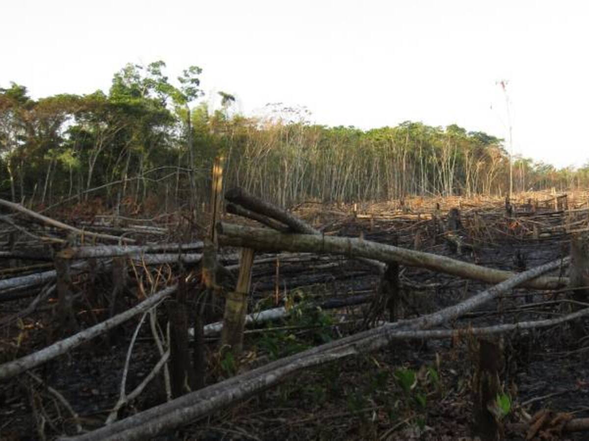 Piden acompañamiento militar para frenar deforestación en Parque Tinigua