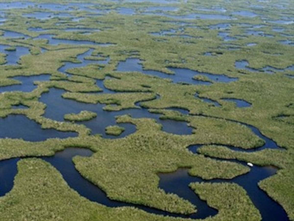 ¿Es posible restaurar los Everglades?