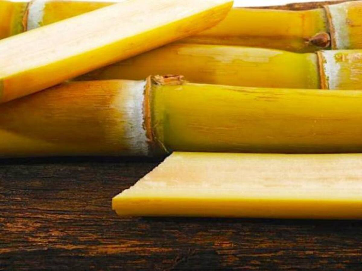 Cañaveral en Bolívar celebra XIX Festival de la Caña de Azúcar