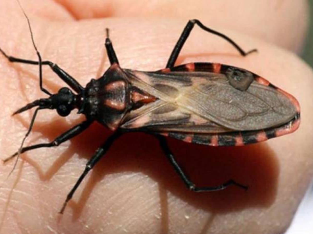 27 casos de enfermedad de Chagas han sido confirmados en Santander