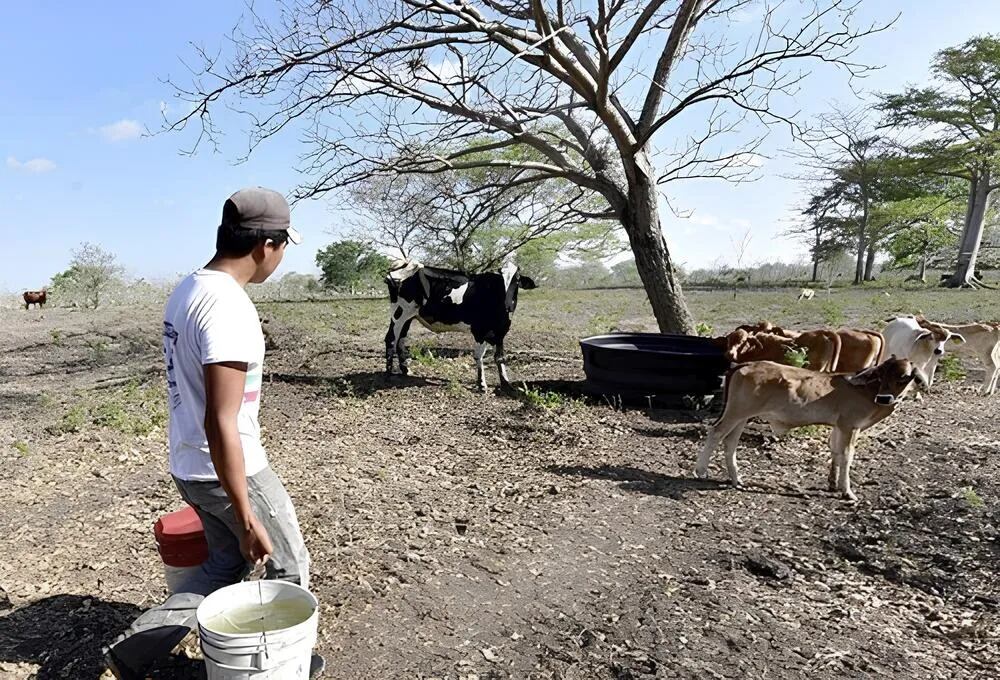 Los subregistros indican cerca de 500 cabezas de ganado hurtadas. Foto Relacionada.