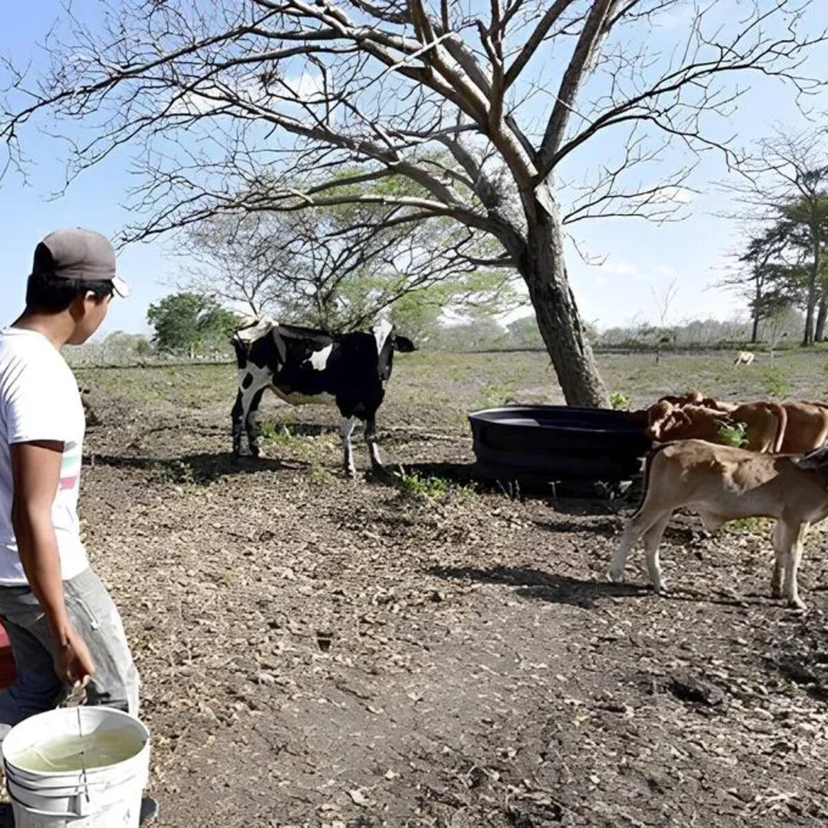 Ganadería huilense mantiene precios favorables pese a la creciente inseguridad rural