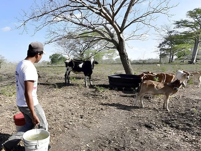 Los subregistros indican cerca de 500 cabezas de ganado hurtadas. Foto Relacionada.