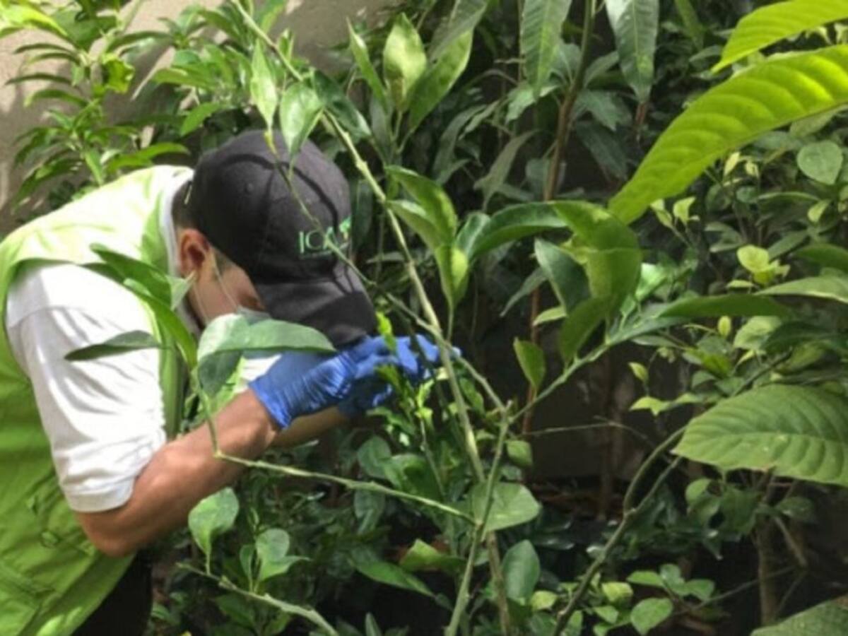 ICA inspeccionó viveros de frutales y ornamentales de Cartagena
