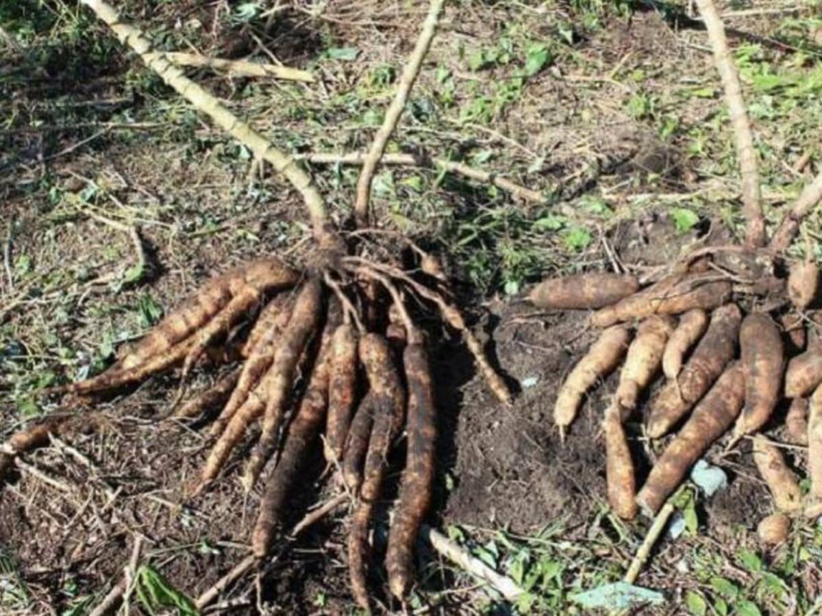 Realizarán 'Yucatón' en el peaje de Manga de Cartagena