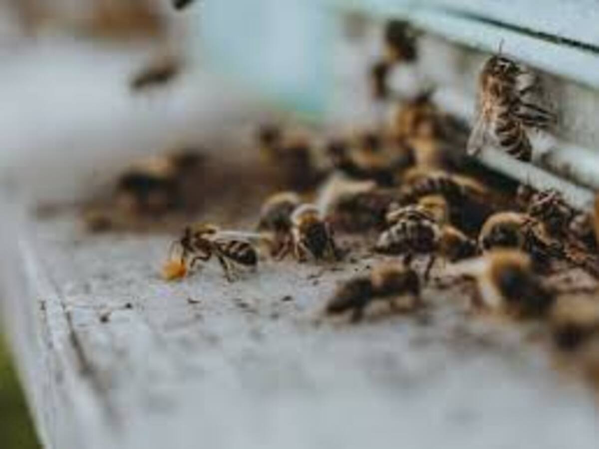 No todos los municipios del Quindío han creado los comités para el manejo de las abejas