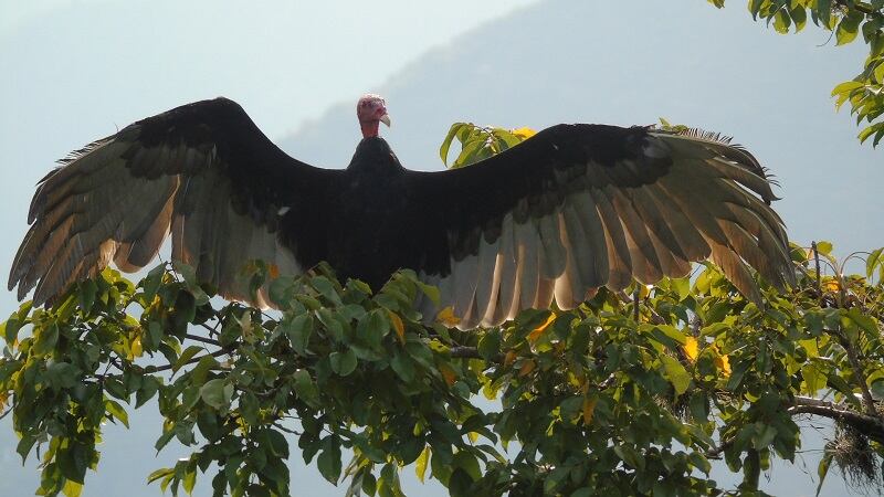Guala liberado- foto Corantioquia