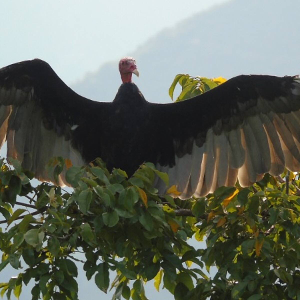 Liberan a una Guala en Antioquia que había sido rescatado con ayuda de un dron