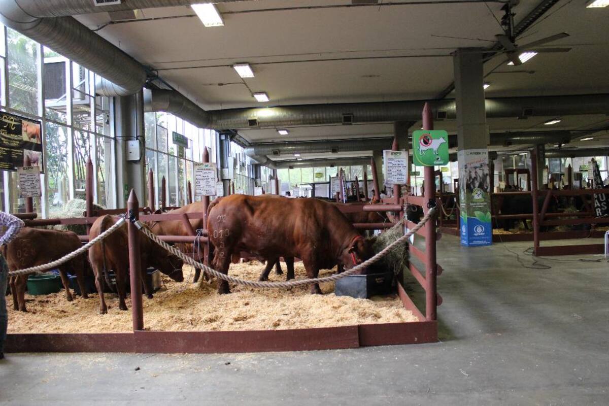 Así va la puesta en marcha de Expocolanta 2014
