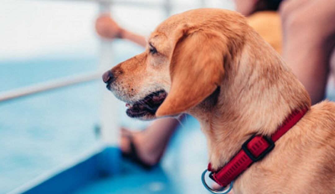 Campaña vacunación de mascotas de compañía