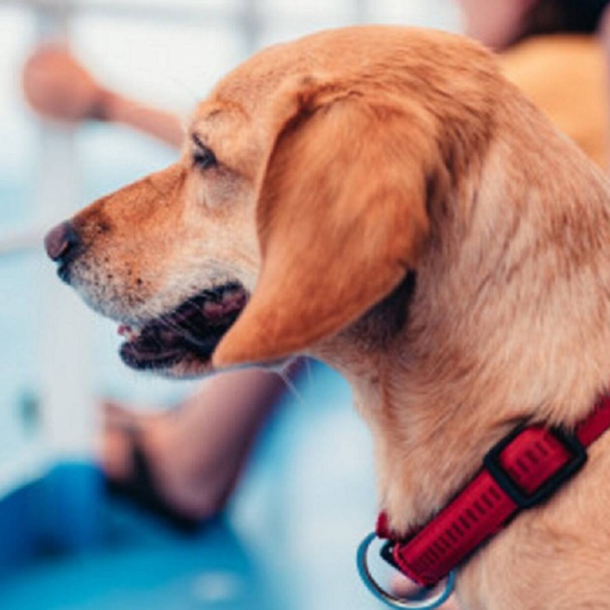 Autoridades buscan incentivar vacunación de mascotas de compañía