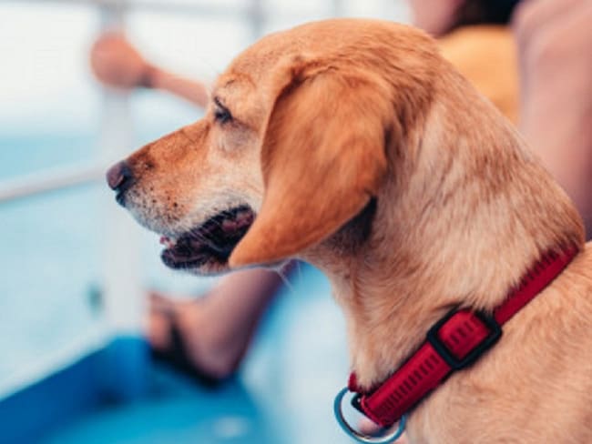 Campaña vacunación de mascotas de compañía