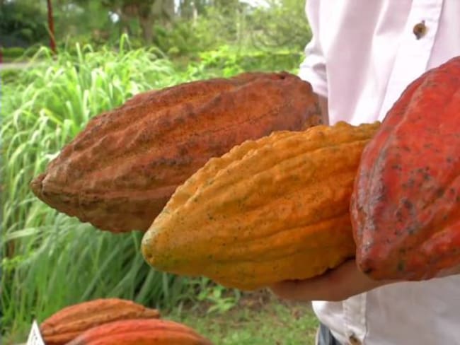 Franceses quieren exportar cacao orgánico del Huila
