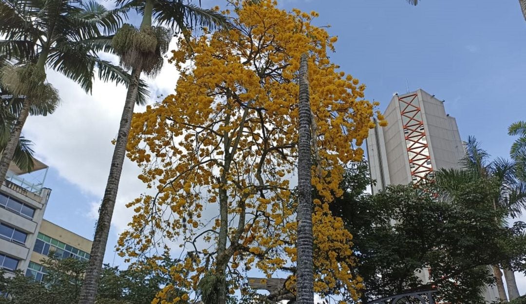 Guayacanes florecidos en la plaza de Bolívar de Armenia