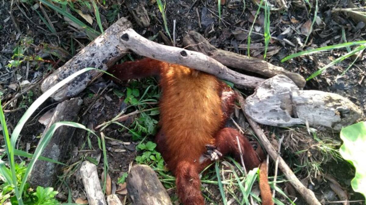 En Santa Marta aparecen muertos varios monos colorados