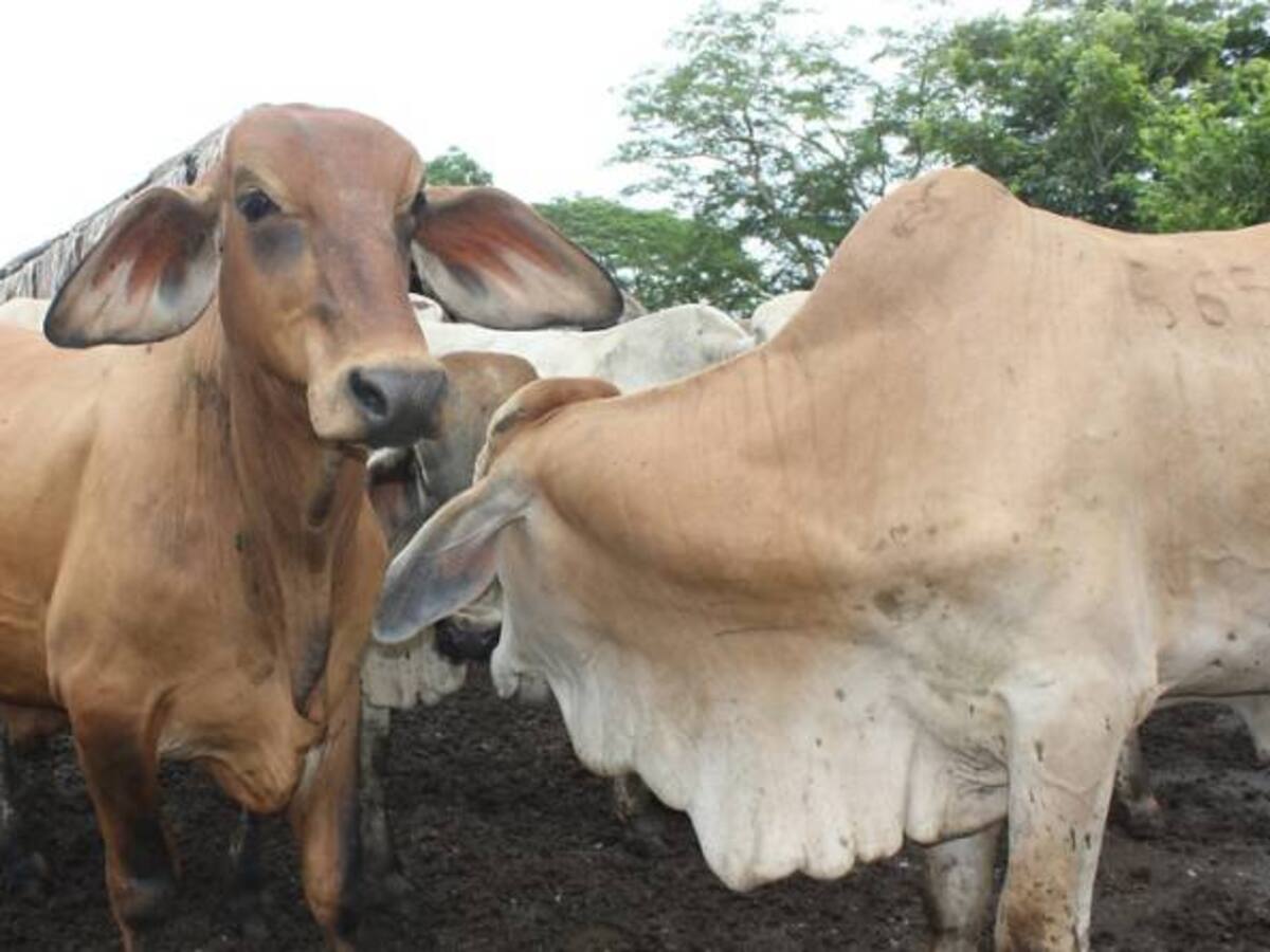 50 cabezas de ganado fueron incautadas en San Luís de Gaceno, Boyacá.