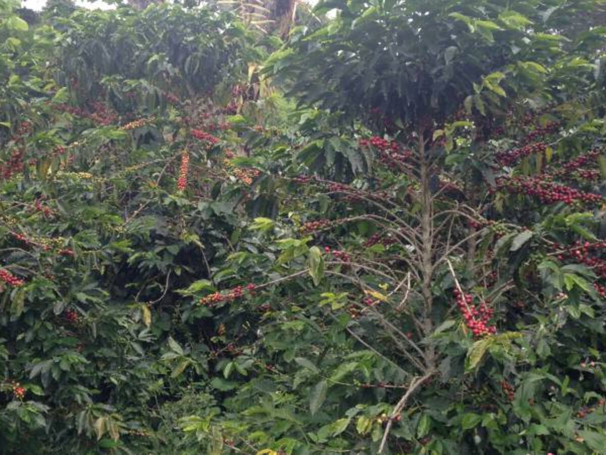 1 millón 400 mil sacos produjo Caldas en el último año