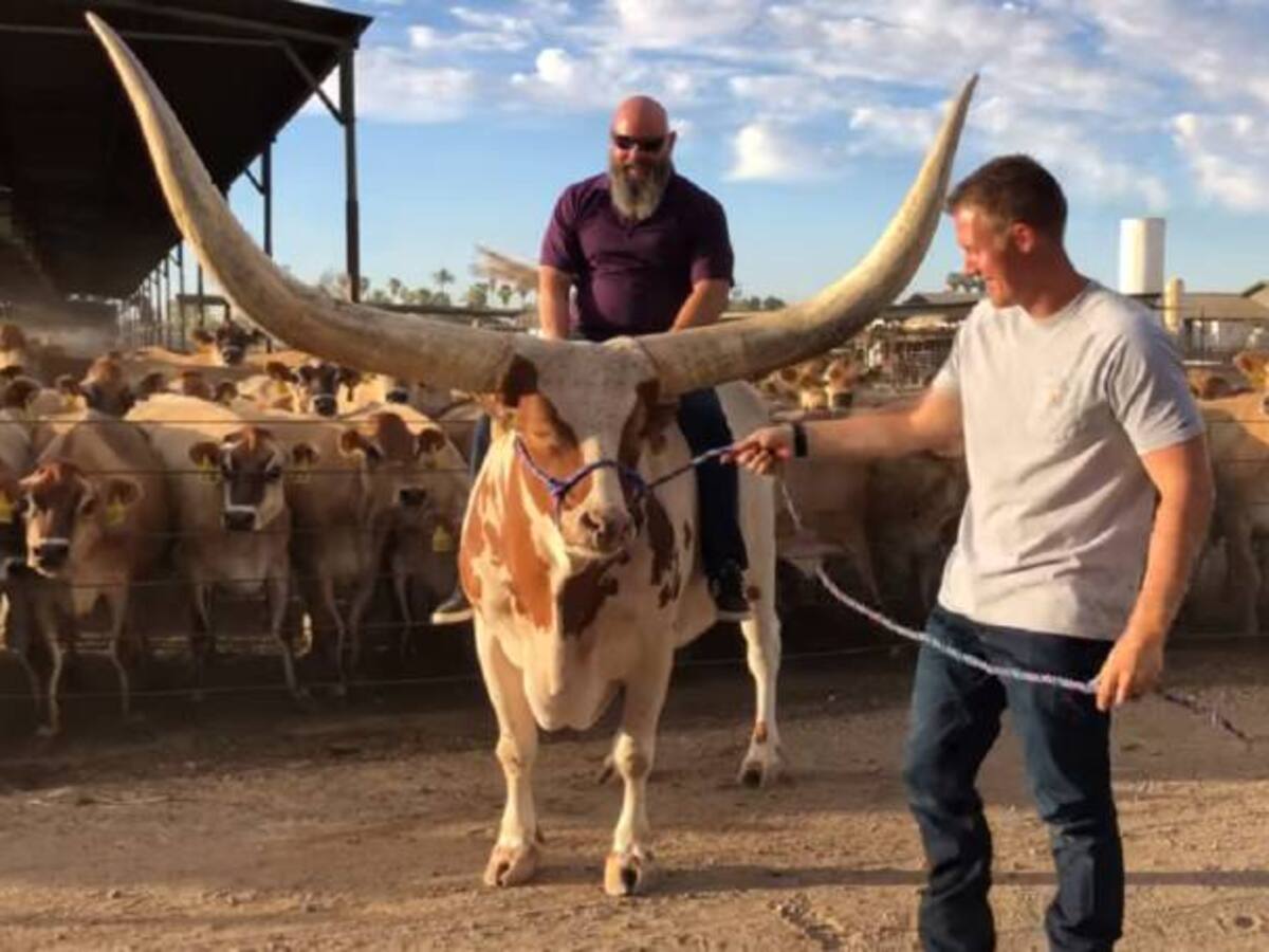 Este animal sí que tiene cuernos