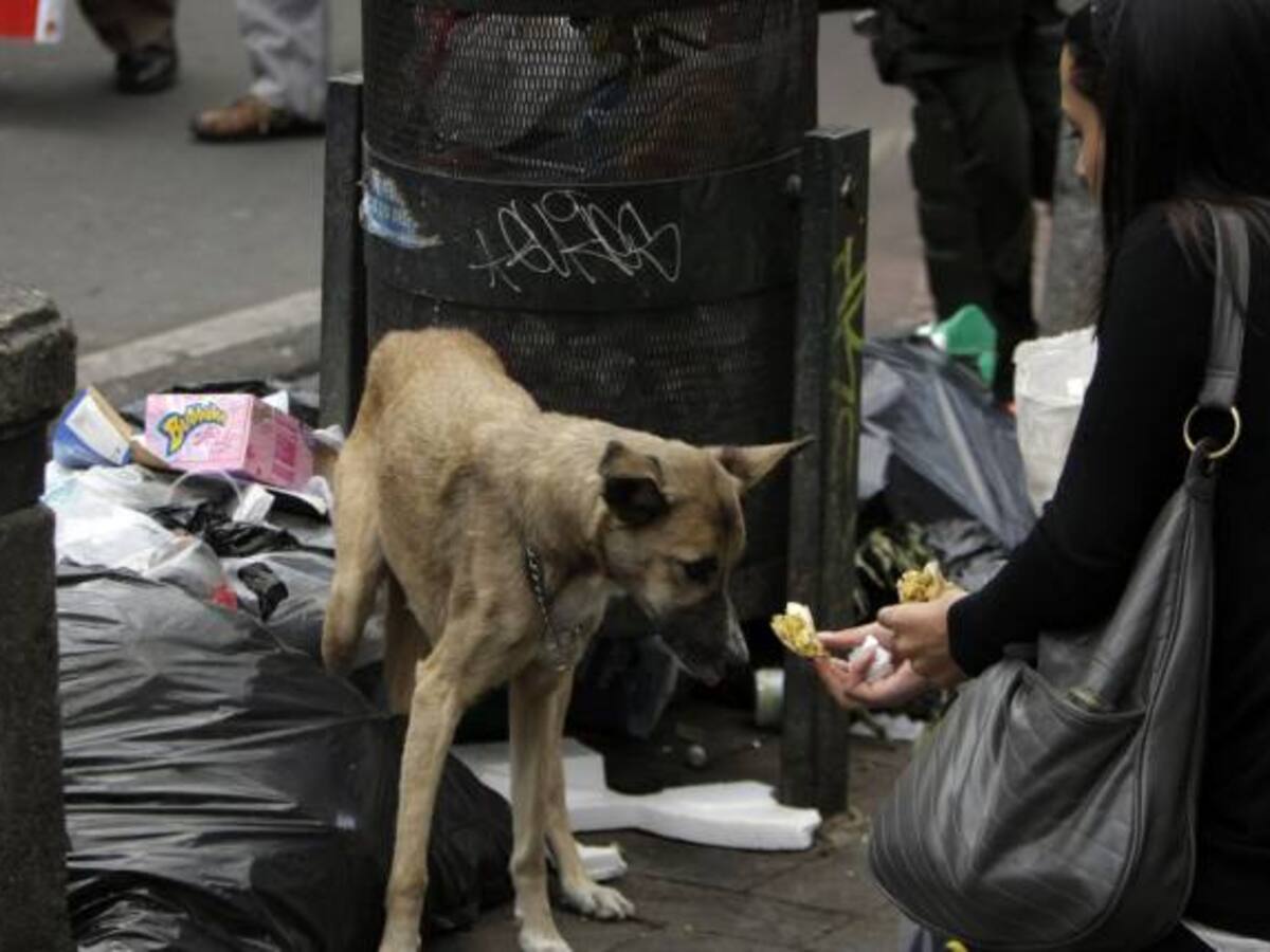 En Bogotá el 90% de las quejas relacionadas con animales, corresponden a maltrato