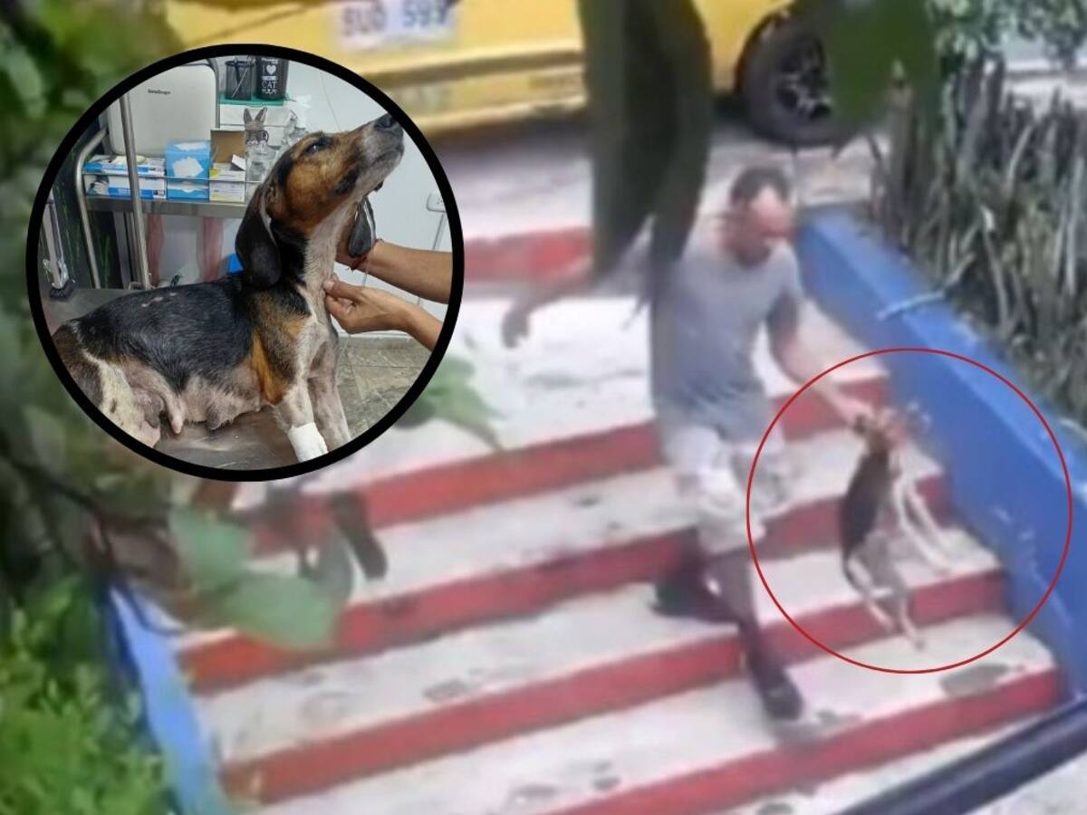 VIDEO: El abandono de una perrita provocó indignación en Bucaramanga