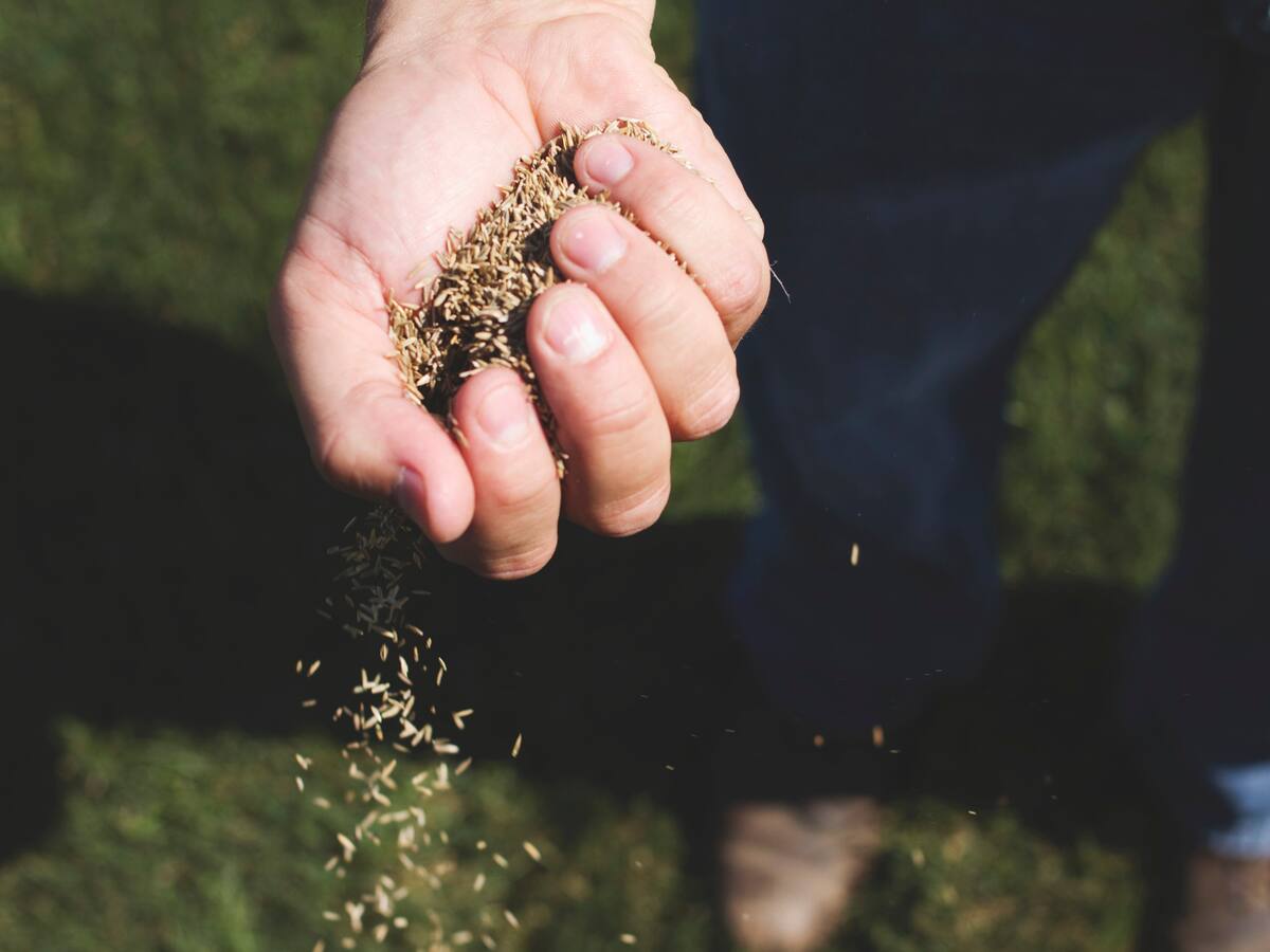 Así es el trabajo de los Custodios de Semillas en el campo colombiano
