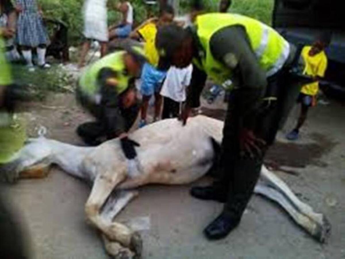 La Policía de Cartagena capturó una persona por el delito contra la integridad de los animales