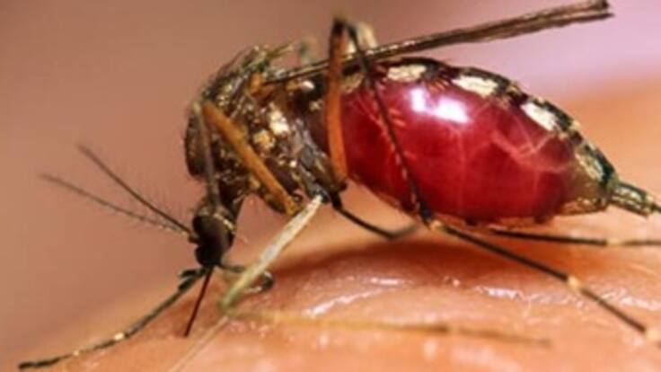 Alerta preventiva en Medellín por aumento de casos de dengue