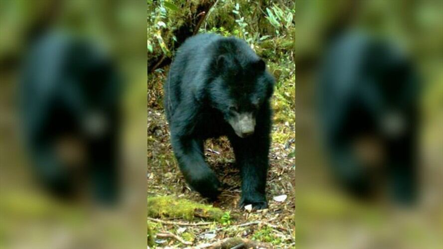 Zoológico de Barranquilla rechaza traslado del oso de anteojos proveniente de Manizales. Foto: Colprensa