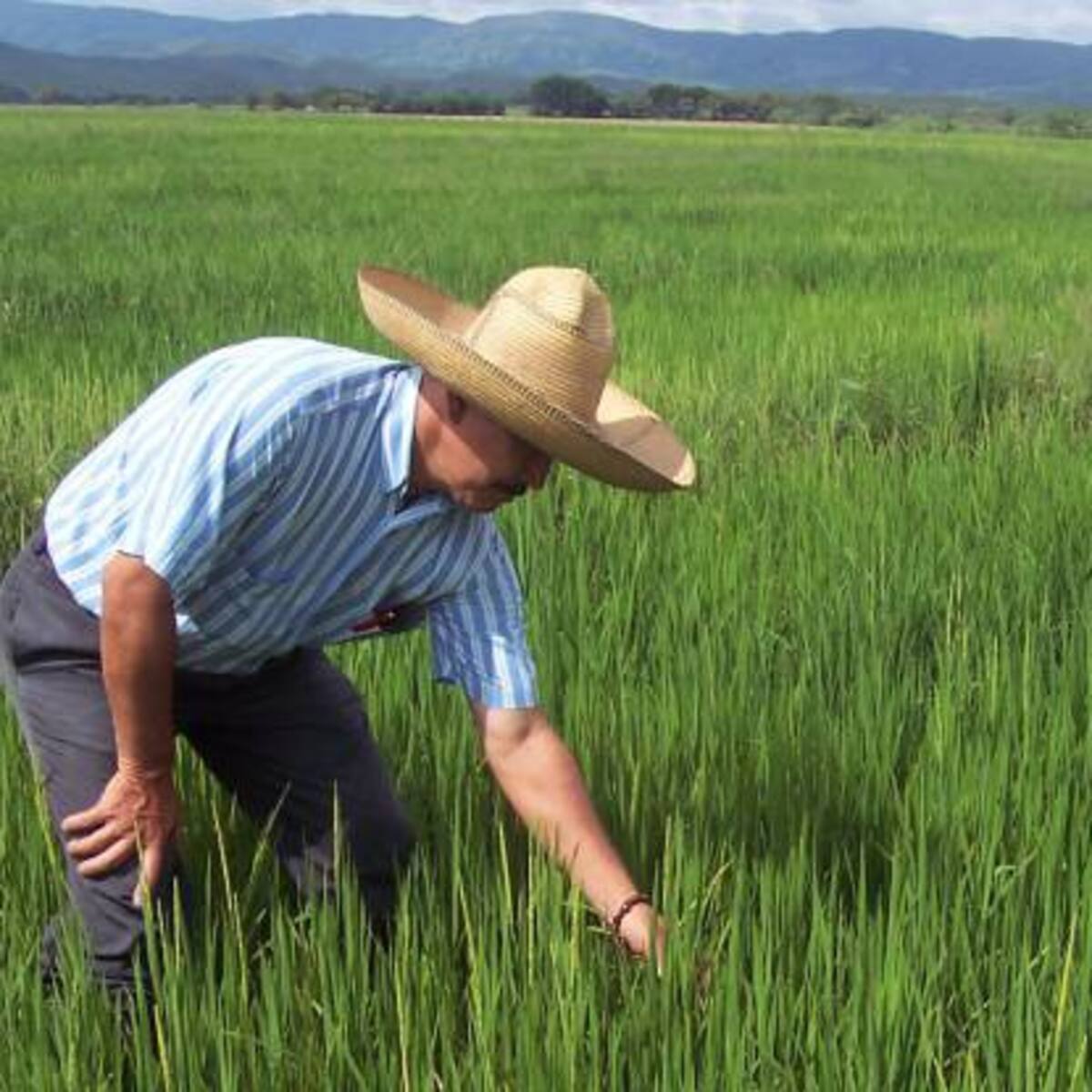 Apoyos económicos y comercialización de arroz sigue sin garantías, cultivadores del Tolima
