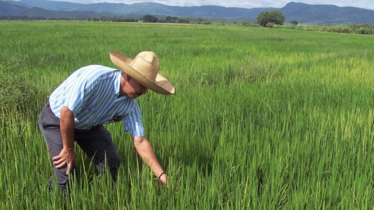 Arroces preocupados por bajos precios del grano en el país