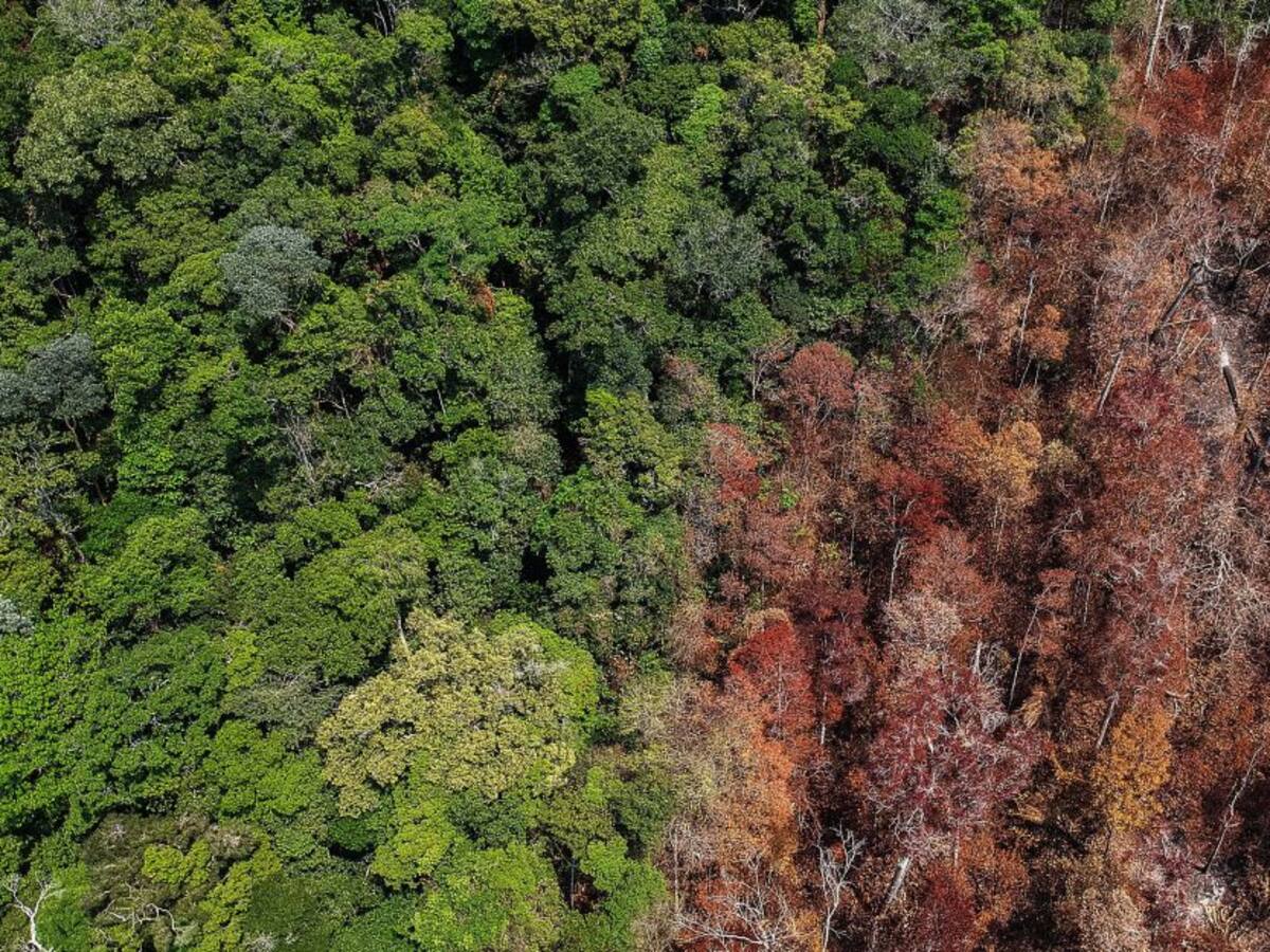 En 33 años la Amazonía perdió dos millones de hectáreas de bosque por año