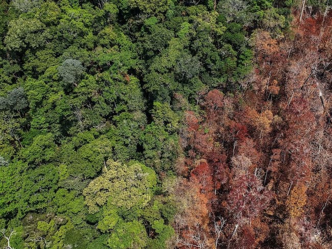 En 33 años la Amazonía perdió dos millones de hectáreas de bosque por año