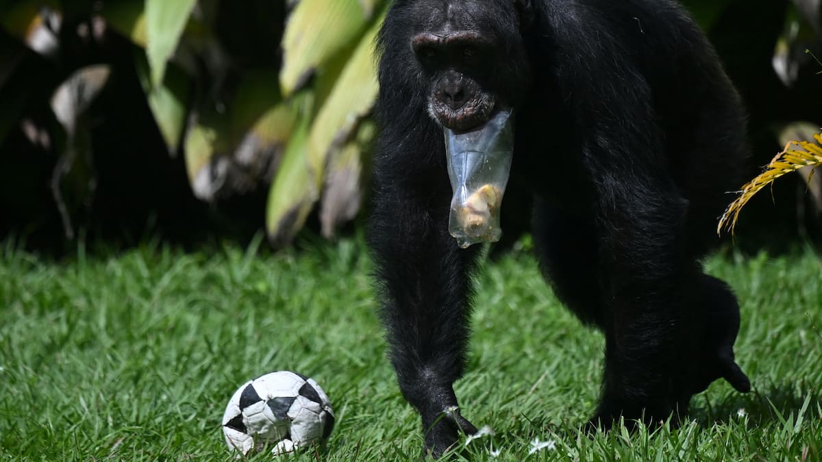 Yoko, el chimpancé solitario de Colombia que se reencuentra con su especie en Brasil