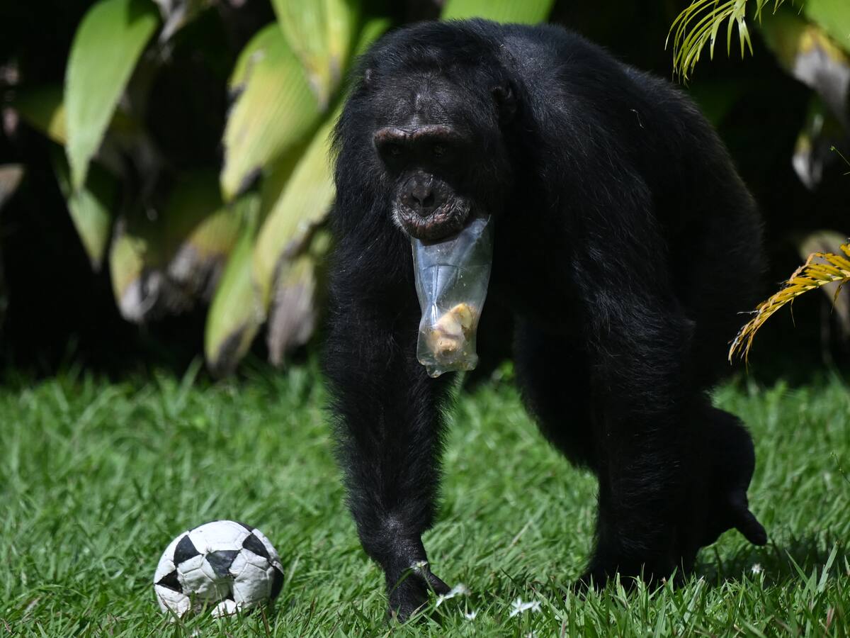 Yoko, el chimpancé solitario de Colombia que se reencuentra con su especie en Brasil