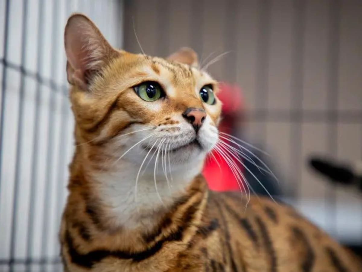 Indignación en La Virginia, Risaralda: rescatan un gato que fue arrojado al río dentro de un costal