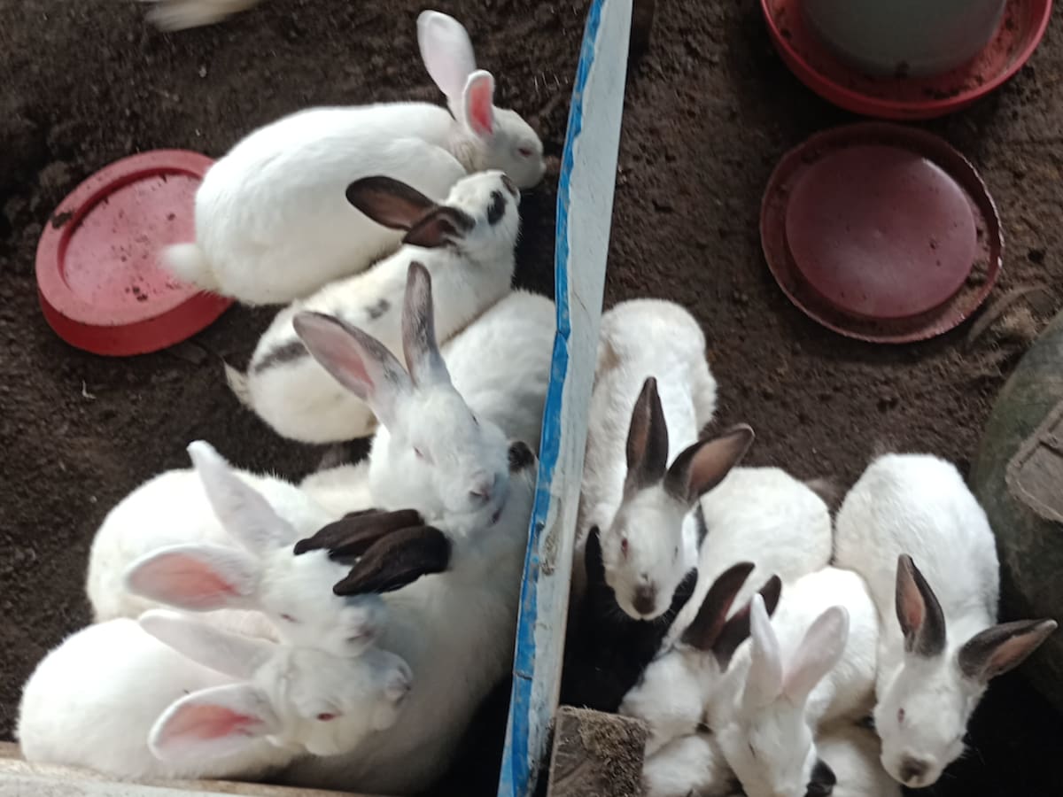 Soluciones W: Penagos Hermanos potencia el sueño de un joven cunicultor de Cundinamarca