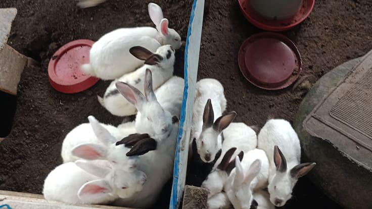 Soluciones W: Penagos Hermanos potencia el sueño de un joven cunicultor de Cundinamarca