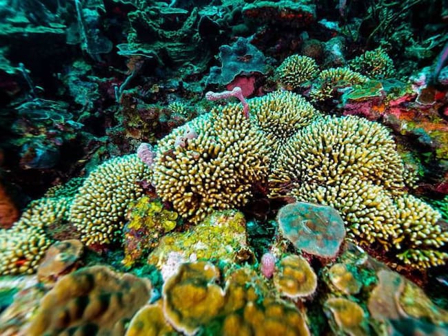 Agencia de Tierras le pone freno al daño coralino en Islas del Rosario