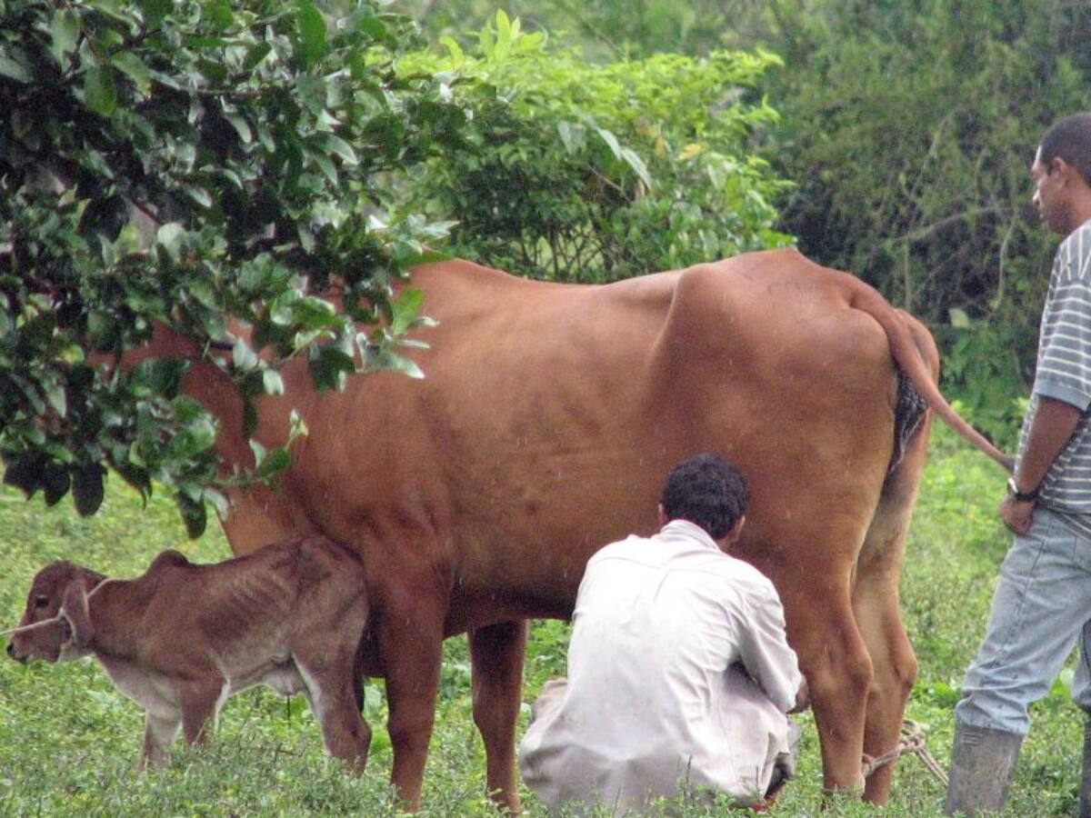 Lecheros lanzan un SOS al Gobierno Nacional por importación desmedida