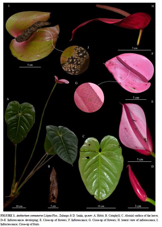 Universidad Industrial de Santander, UIS