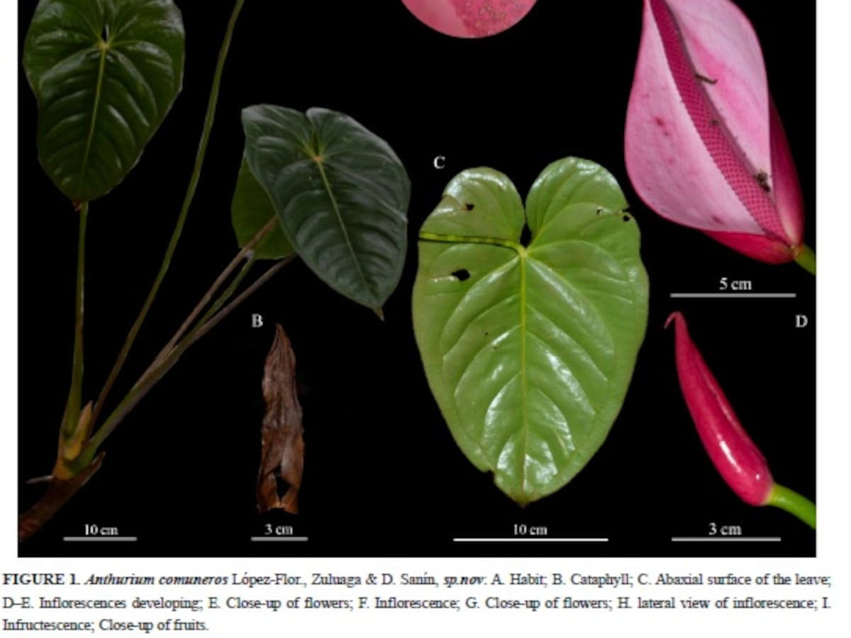 Investigadores universitarios descubren anturio que solo crece en Santander