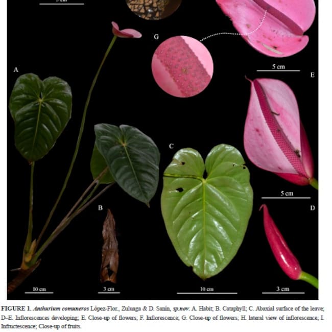 Universidad Industrial de Santander, UIS