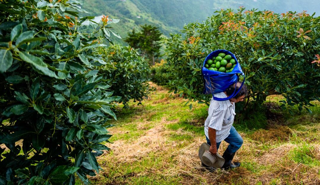 Sector agropecuario y de alimentos