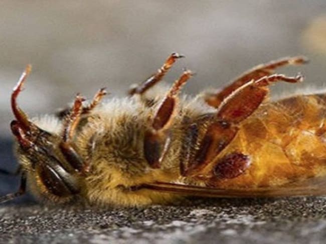Más de tres millones de abejas exterminadas en el Valle
