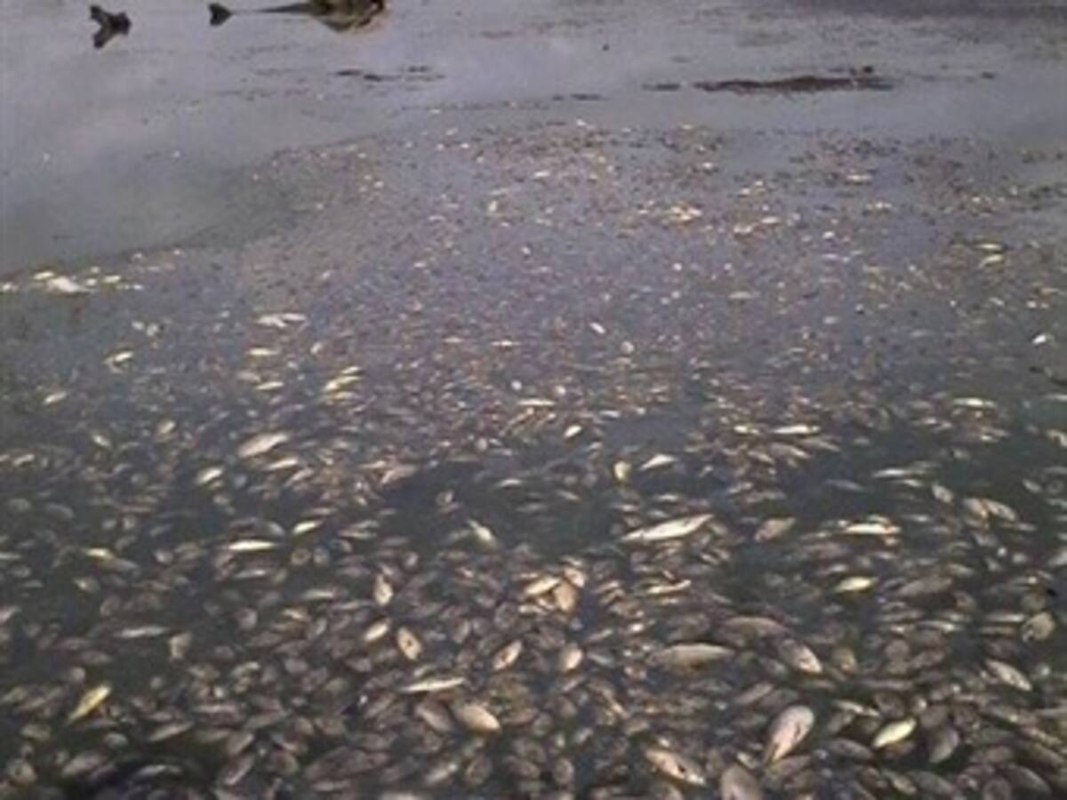 Mueren miles de peces de diferentes especies en ciénaga de La Mojana